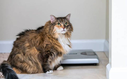 Exercise Your Cat to Lose Weight